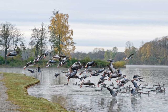 Karlsfelder See in Karlsfeld